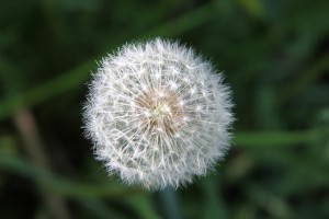 pusteblume px